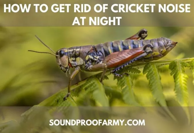How to Get Rid of Cricket Noise at Night: Effective DIY Hacks